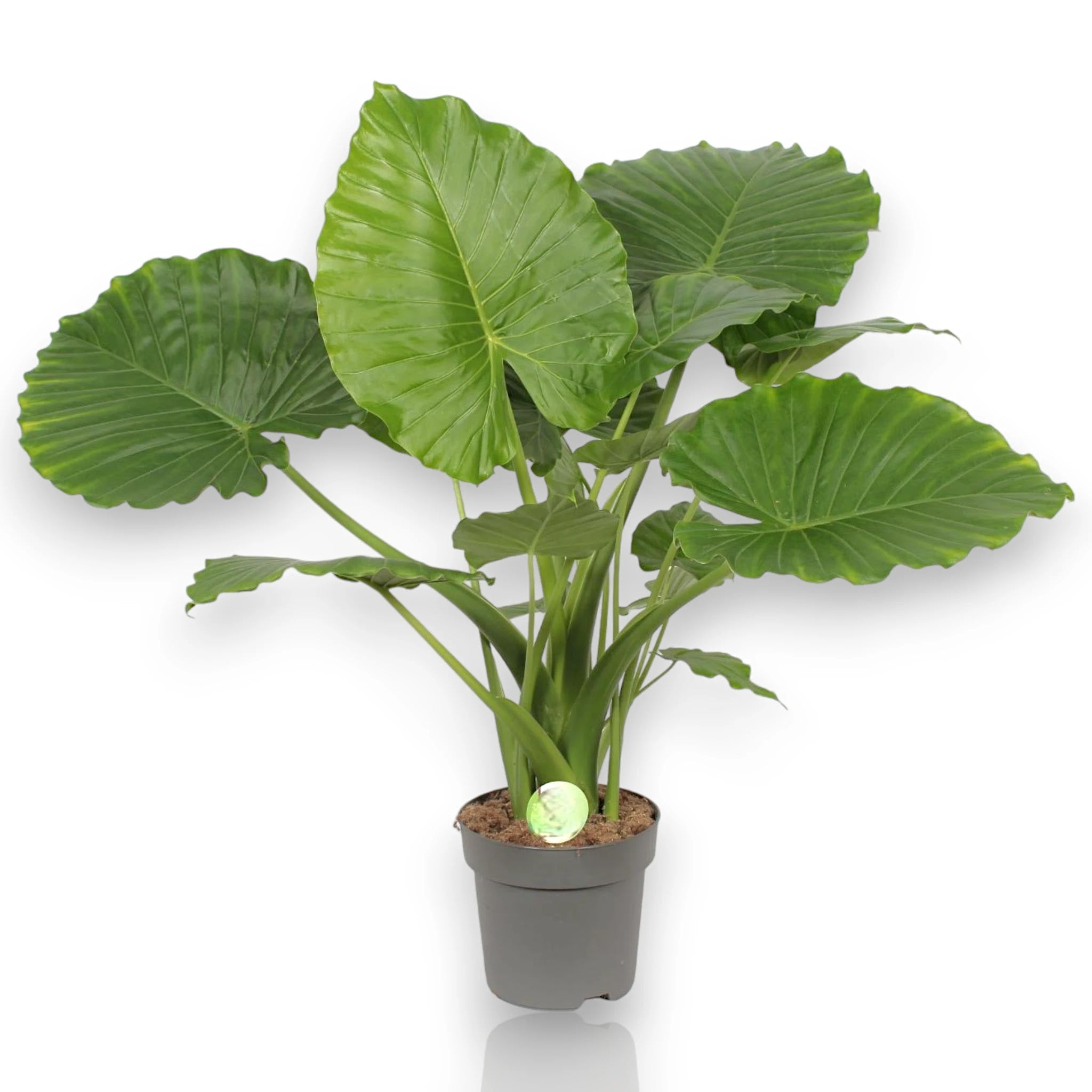Alocasia gageana