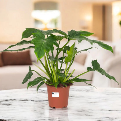 Philodendron 'Lacerum'