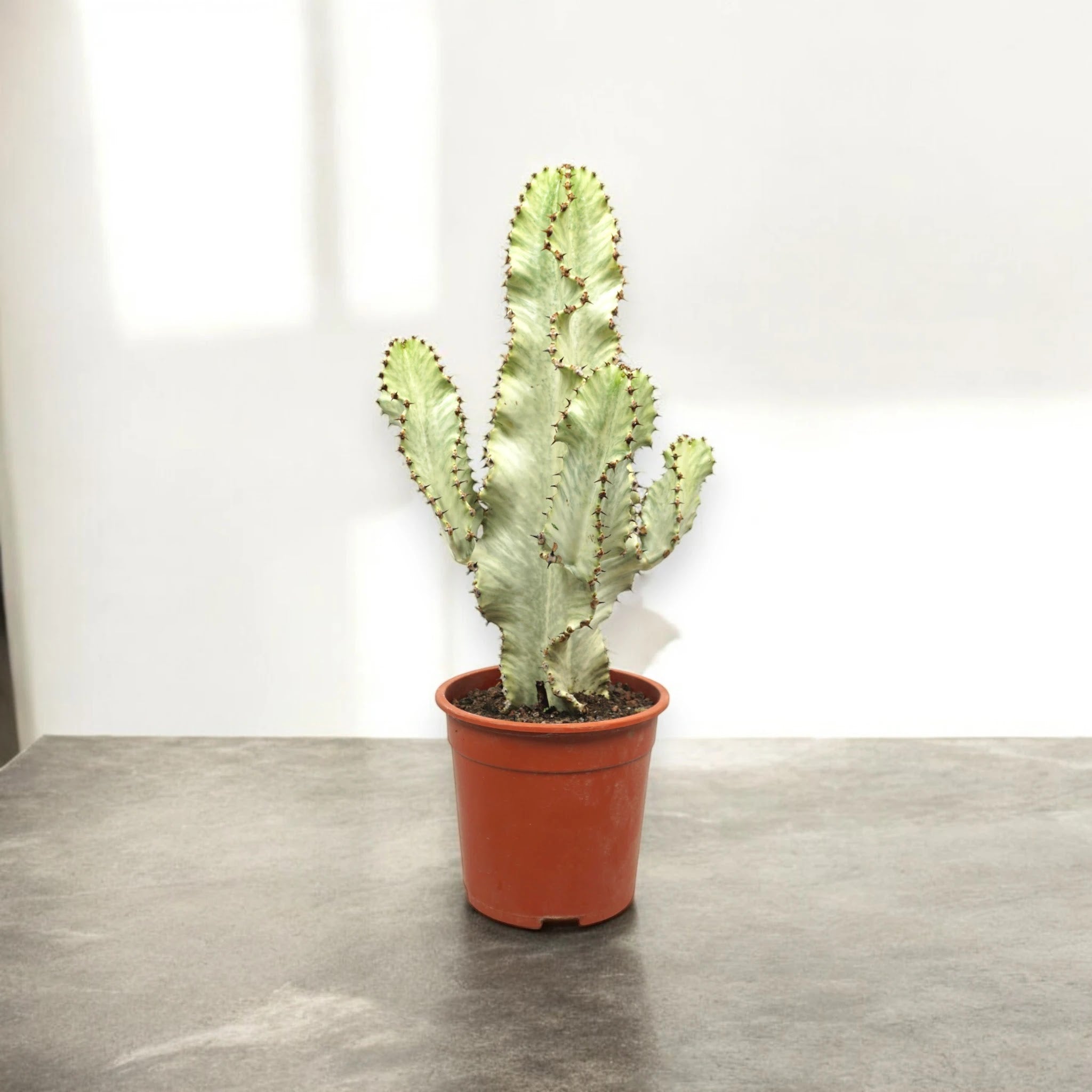 Euphorbia ingens variegata