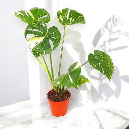Monstera deliciosa