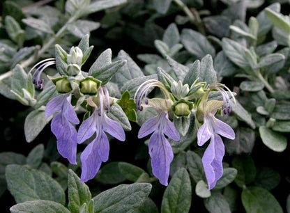 Teucrium fruticans