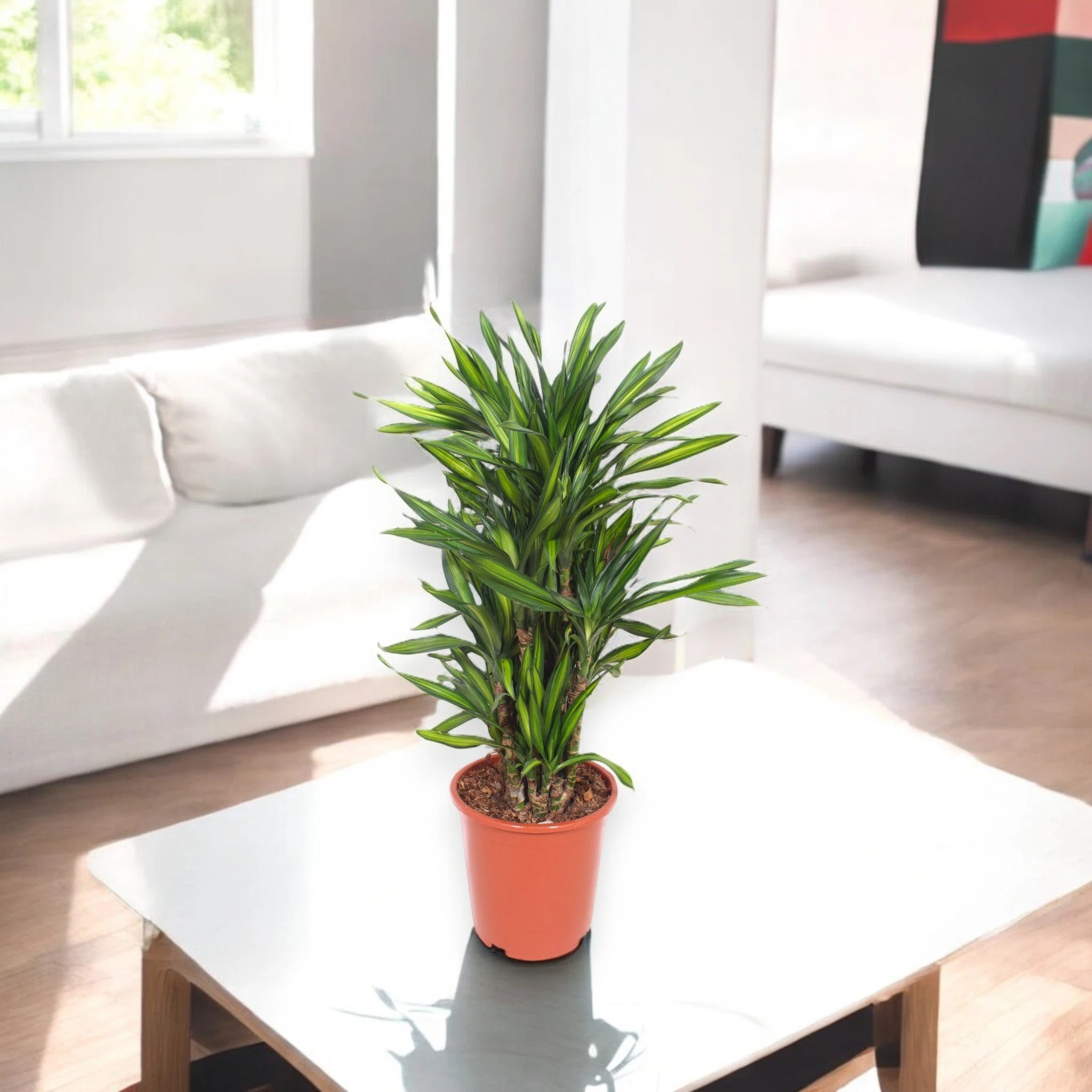 Dracaena fragrans 'Riki'