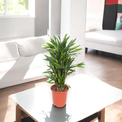 Dracaena fragrans 'Riki'