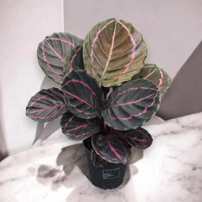 Calathea roseopicta 'Dottie'