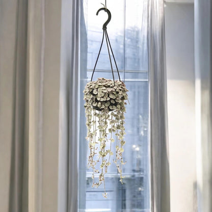 Ceropegia woodii