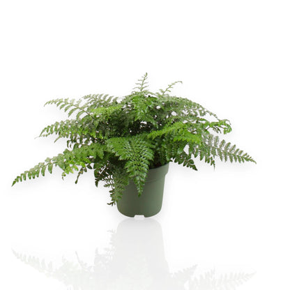 Asplenium parvati