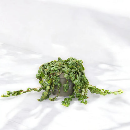 Peperomia prostrata