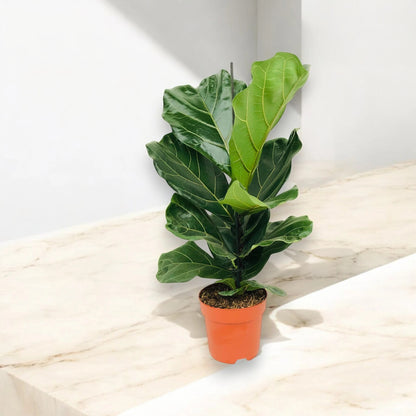 Ficus lyrata