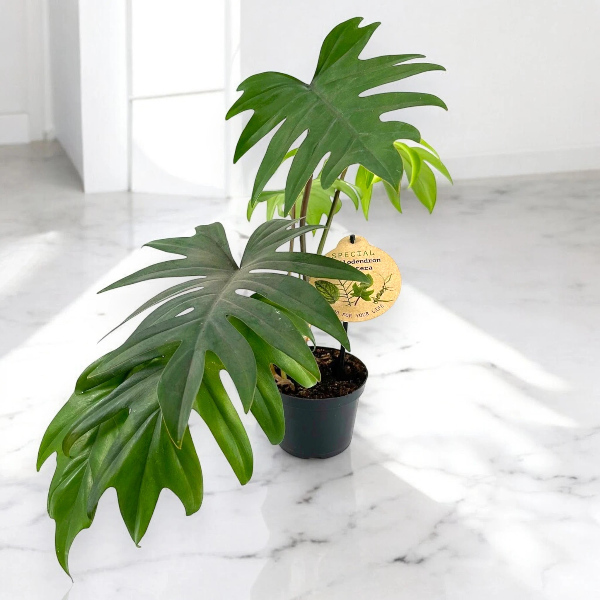 Philodendron 'Mayoi'