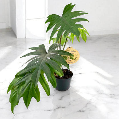 Philodendron 'Mayoi'