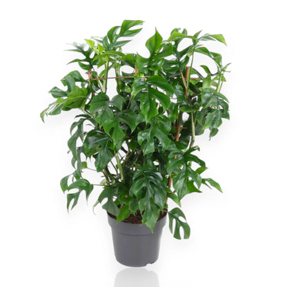 Monstera Minima - Rhaphidophora tetrasperma