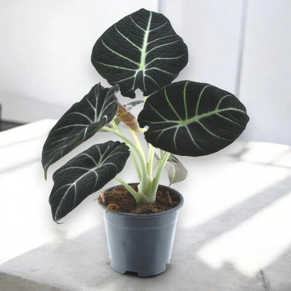 Alocasia 'Black velvet'