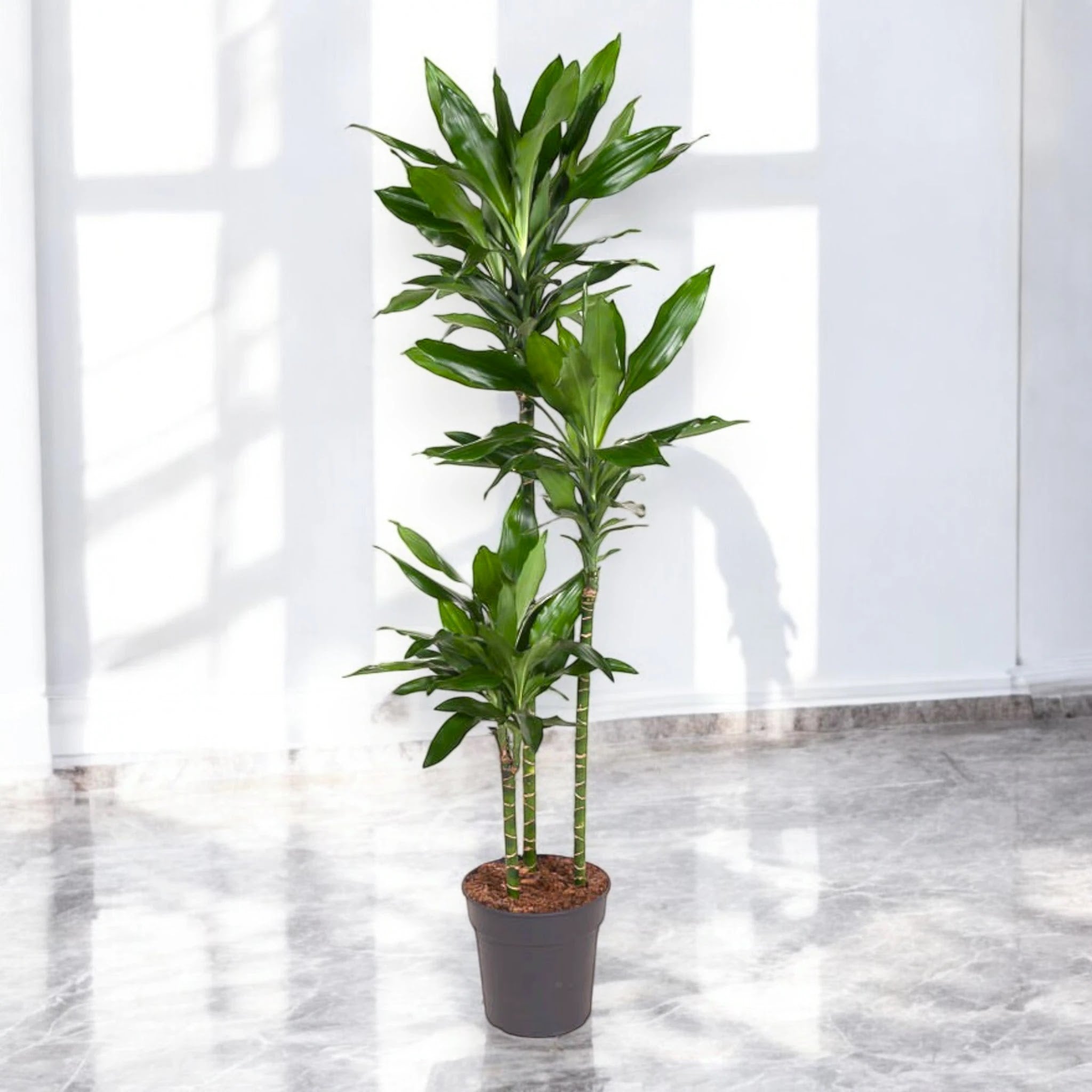 Dracaena fragrans 'Janet Lind'