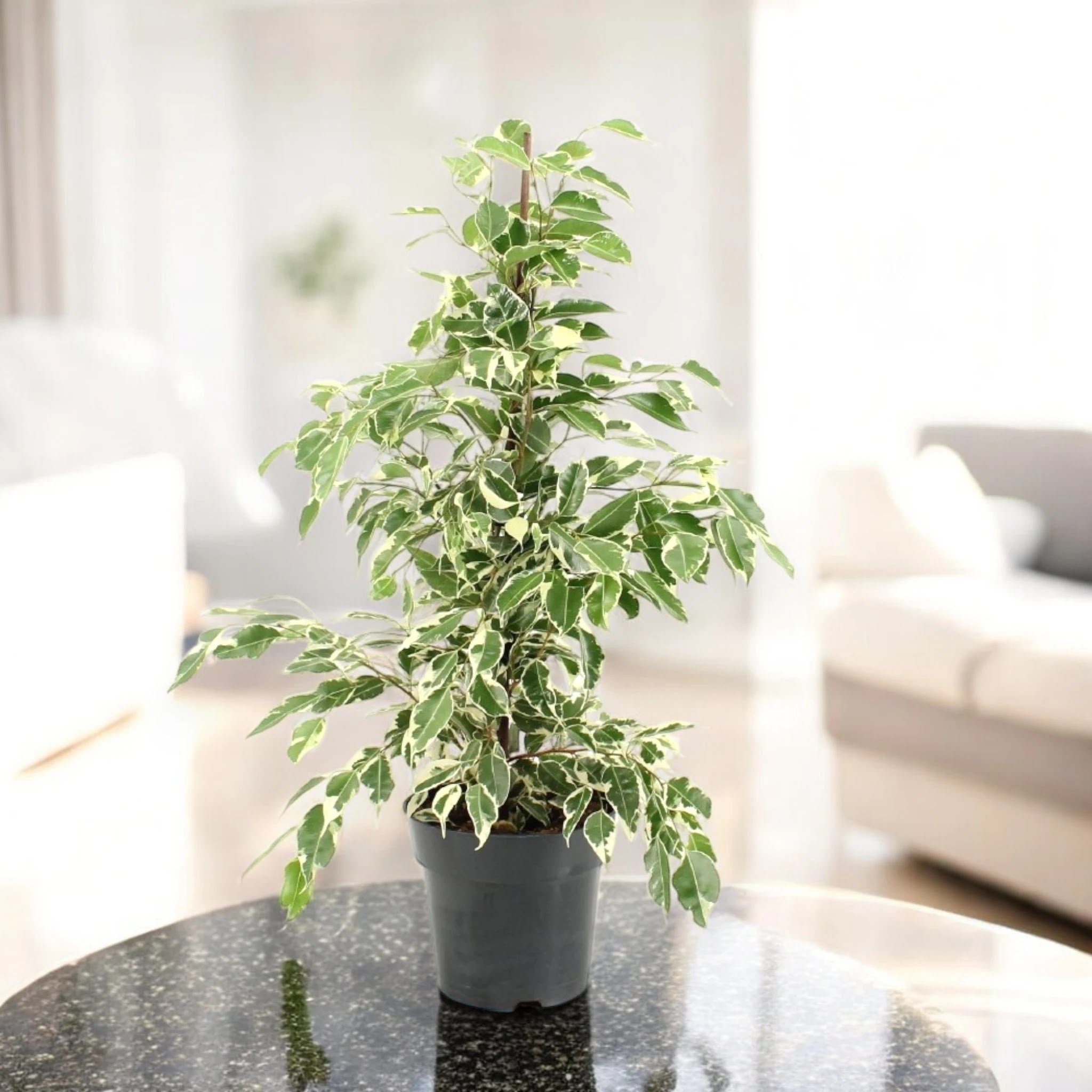 Dettaglio foglie variegate bianco-verdi del Ficus benjamina Twilight
