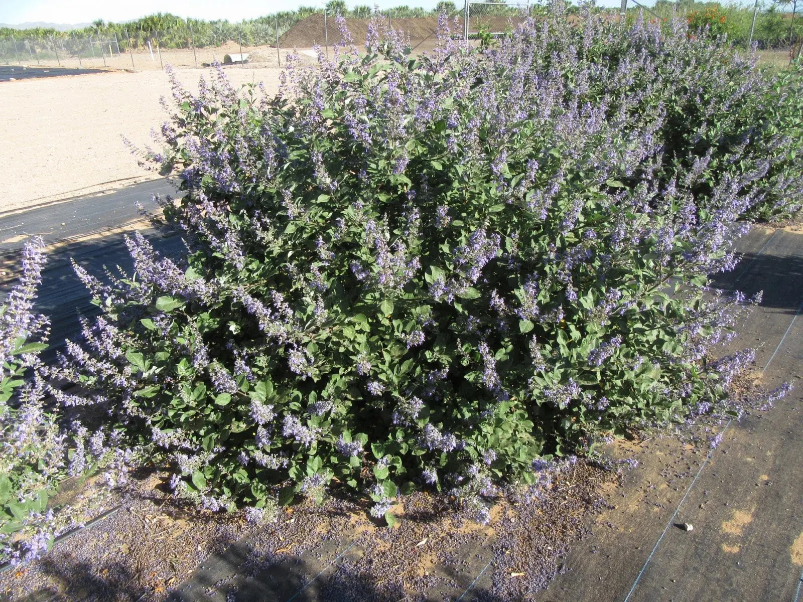 Vitex Chicagoland Blues arbusto compatto con fiori viola in giardino estivo