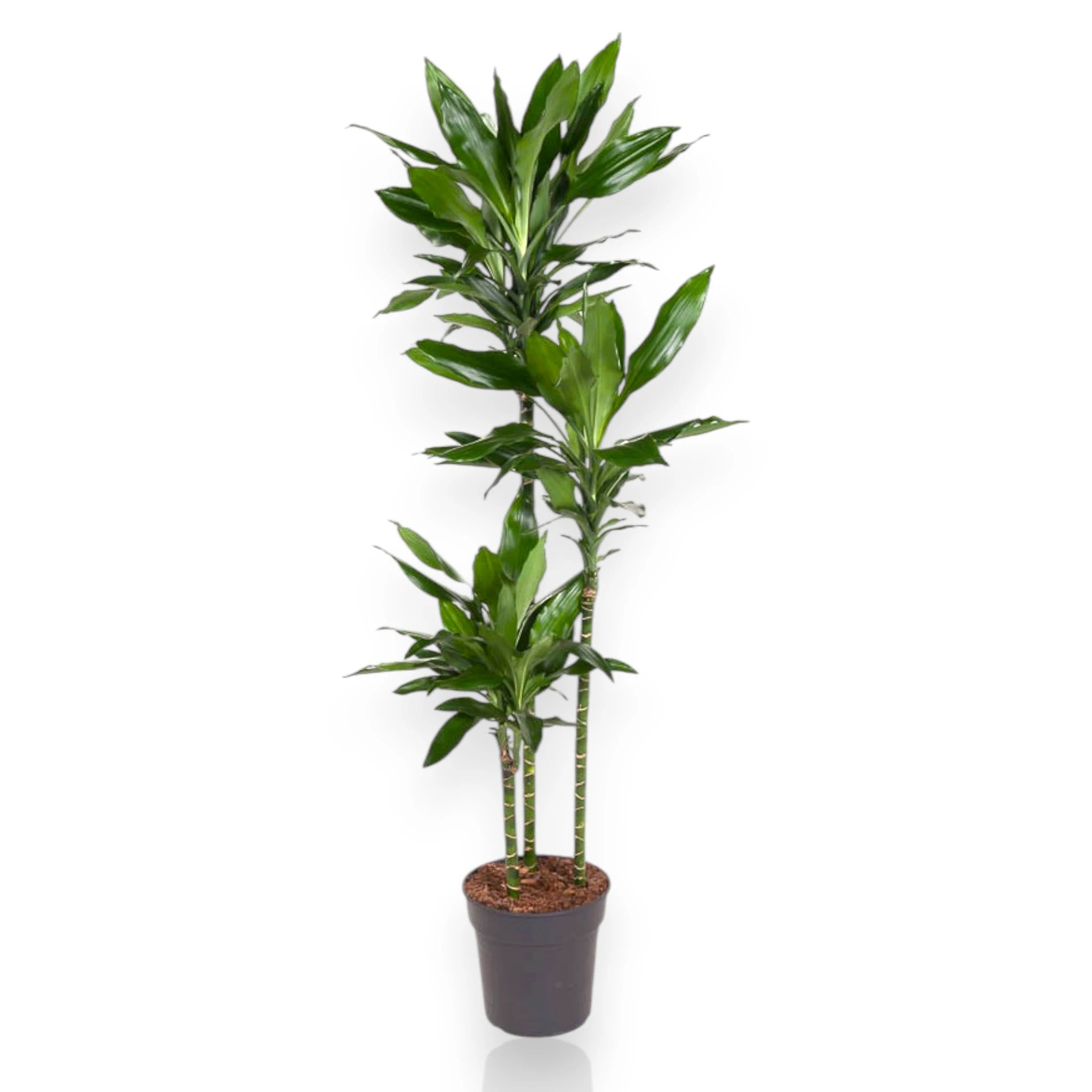 Dracaena fragrans Janet Lind in vaso, pianta da interno con foglie verdi striate giallo oro