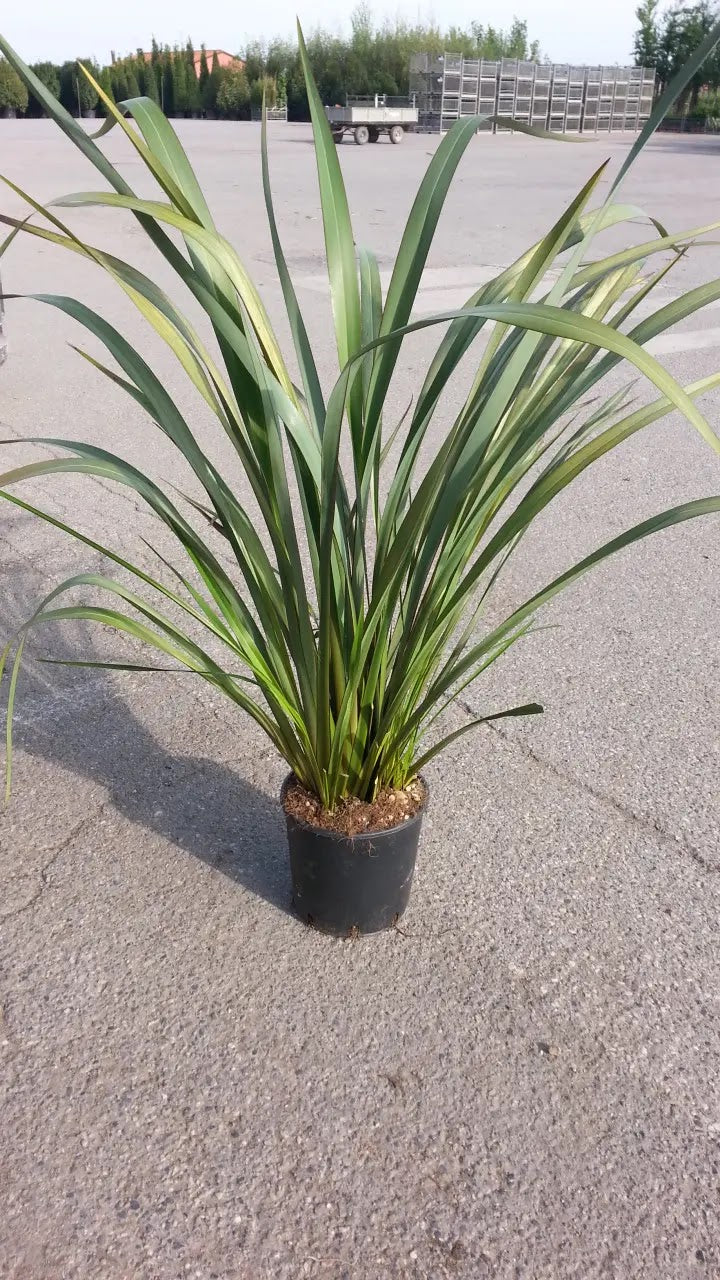 Phormium tenax Atroporpureum con foglie nastriformi porpora-bronzo in giardino moderno