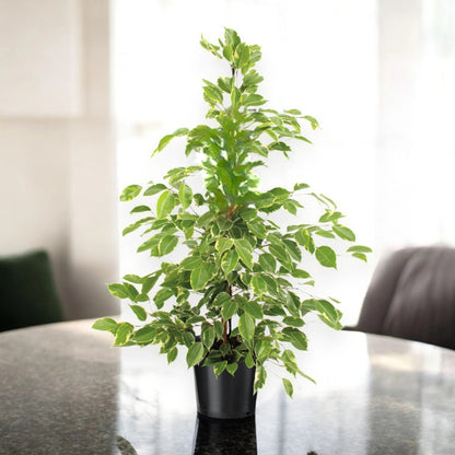 Ficus benjamina 'Golden King'