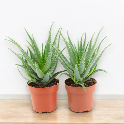 Aloe arborescens