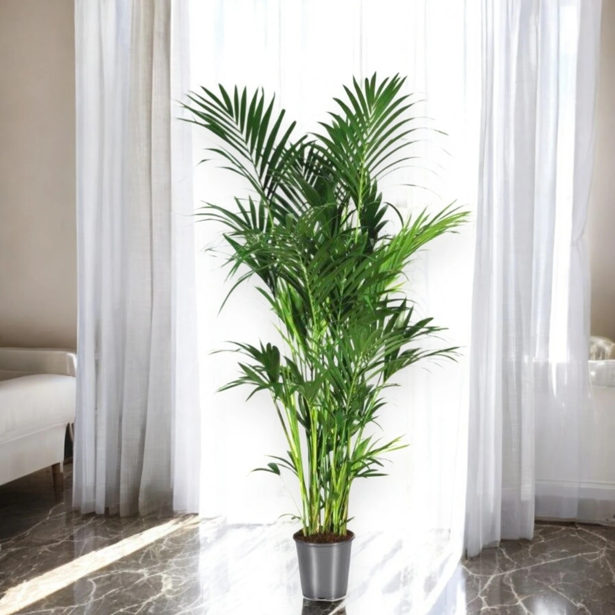 Howea forsteriana (Kentia)