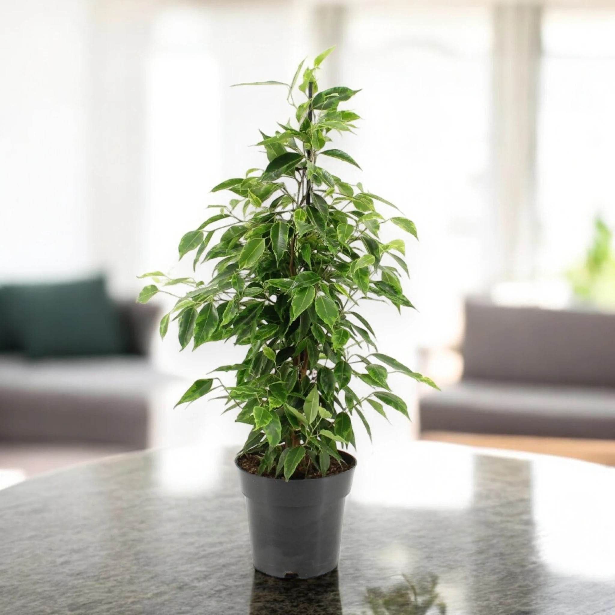 Dettaglio foglie variegate del Ficus benjamina 'Anastasia' con margini bianchi e centro verde