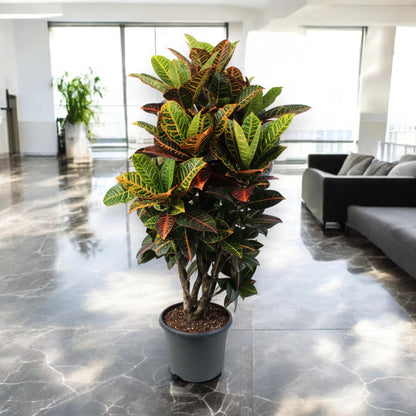 Codiaeum variegatum 'Petra'
