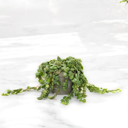 Dettaglio foglie a cuore di Peperomia prostrata con variegatura verde e crema su fusti rossastri