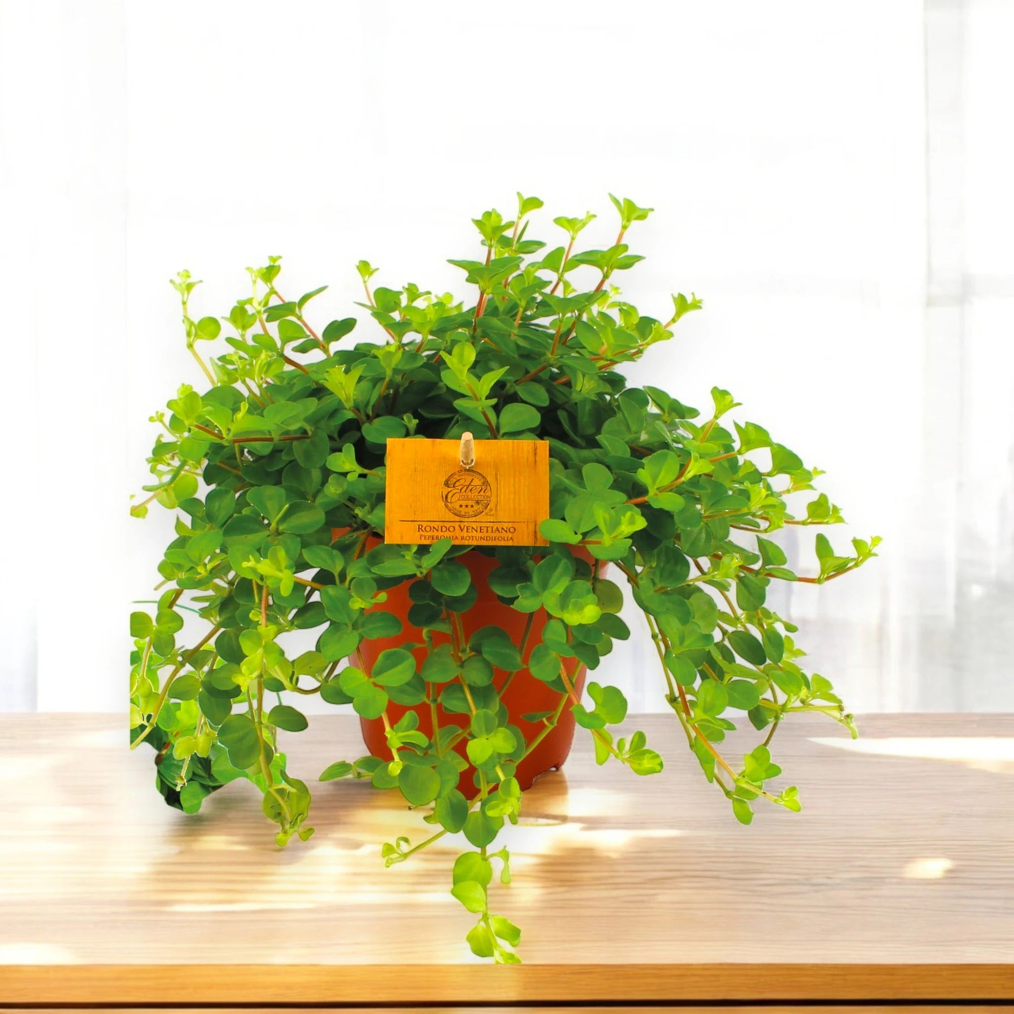 Dettaglio delle foglie rotonde e carnose di Peperomia rotundifolia