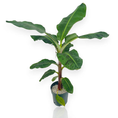 Musa Dwarf Cavendish banano nano da appartamento con grandi foglie verdi in vaso decorativo