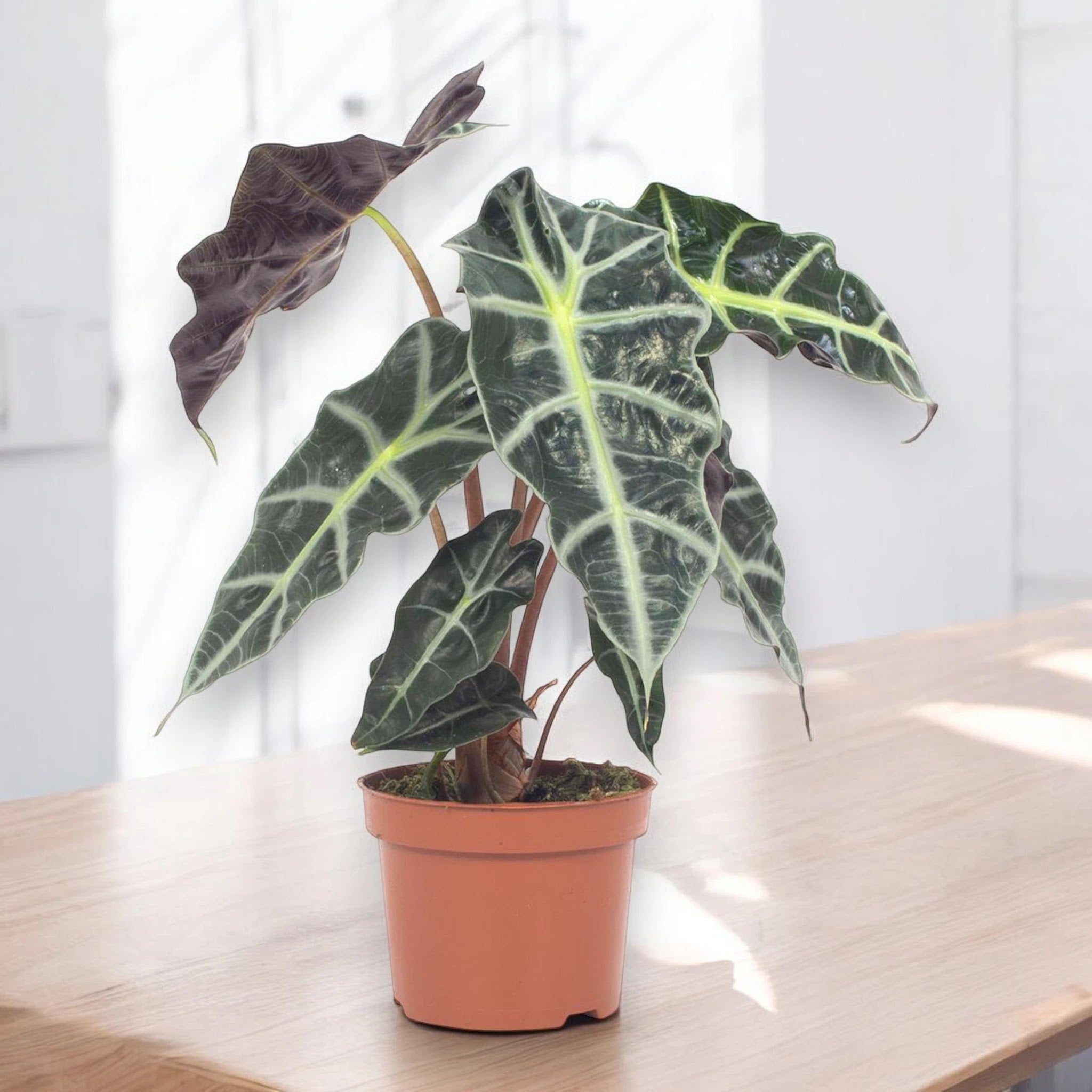 Alocasia 'Polly'