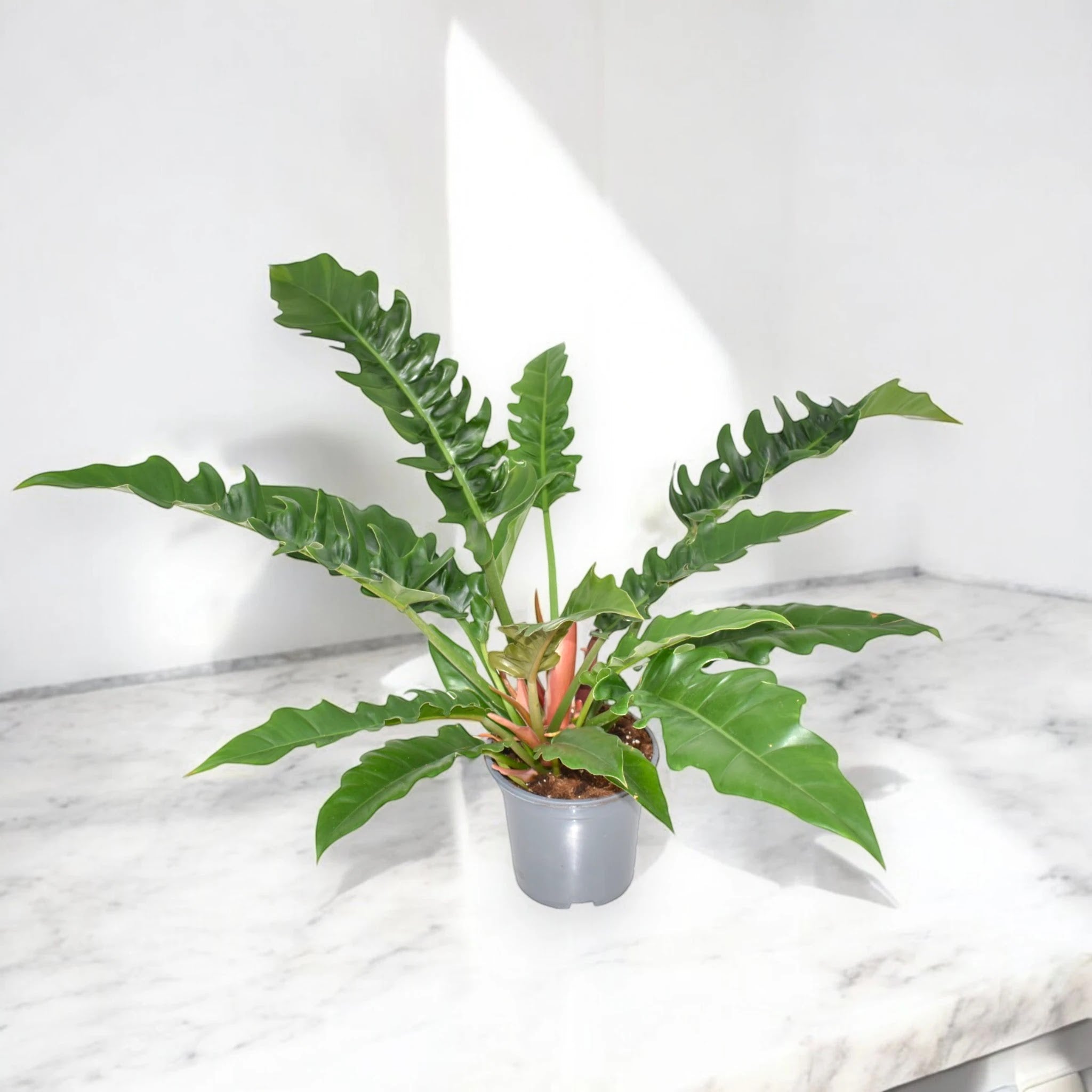Philodendron 'Narrow Escape'