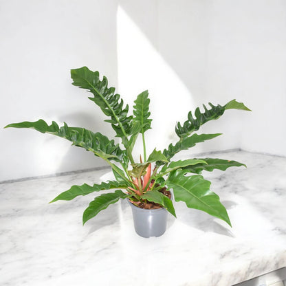 Philodendron 'Narrow Escape'
