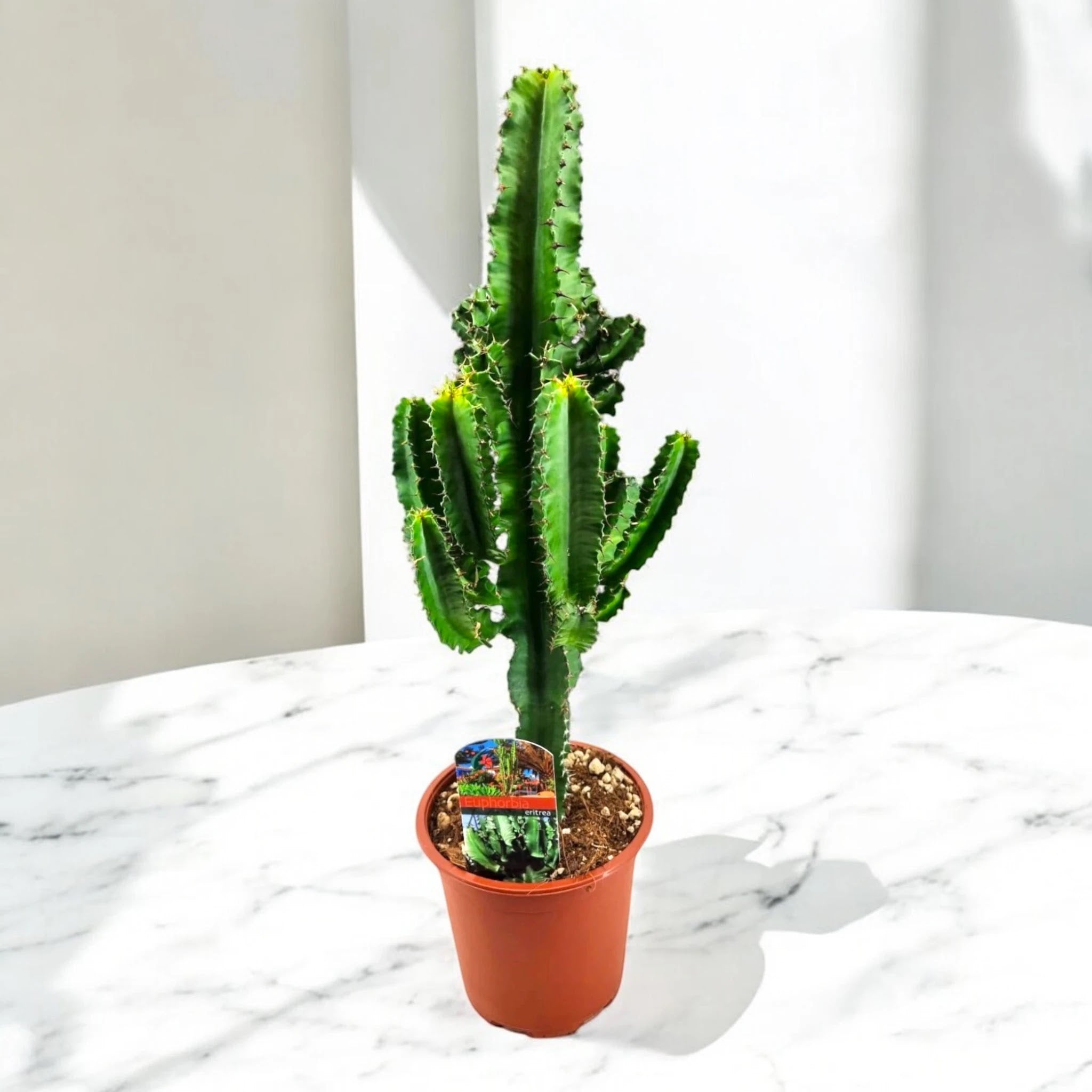 Euphorbia ingens