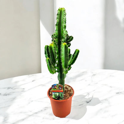 Euphorbia ingens