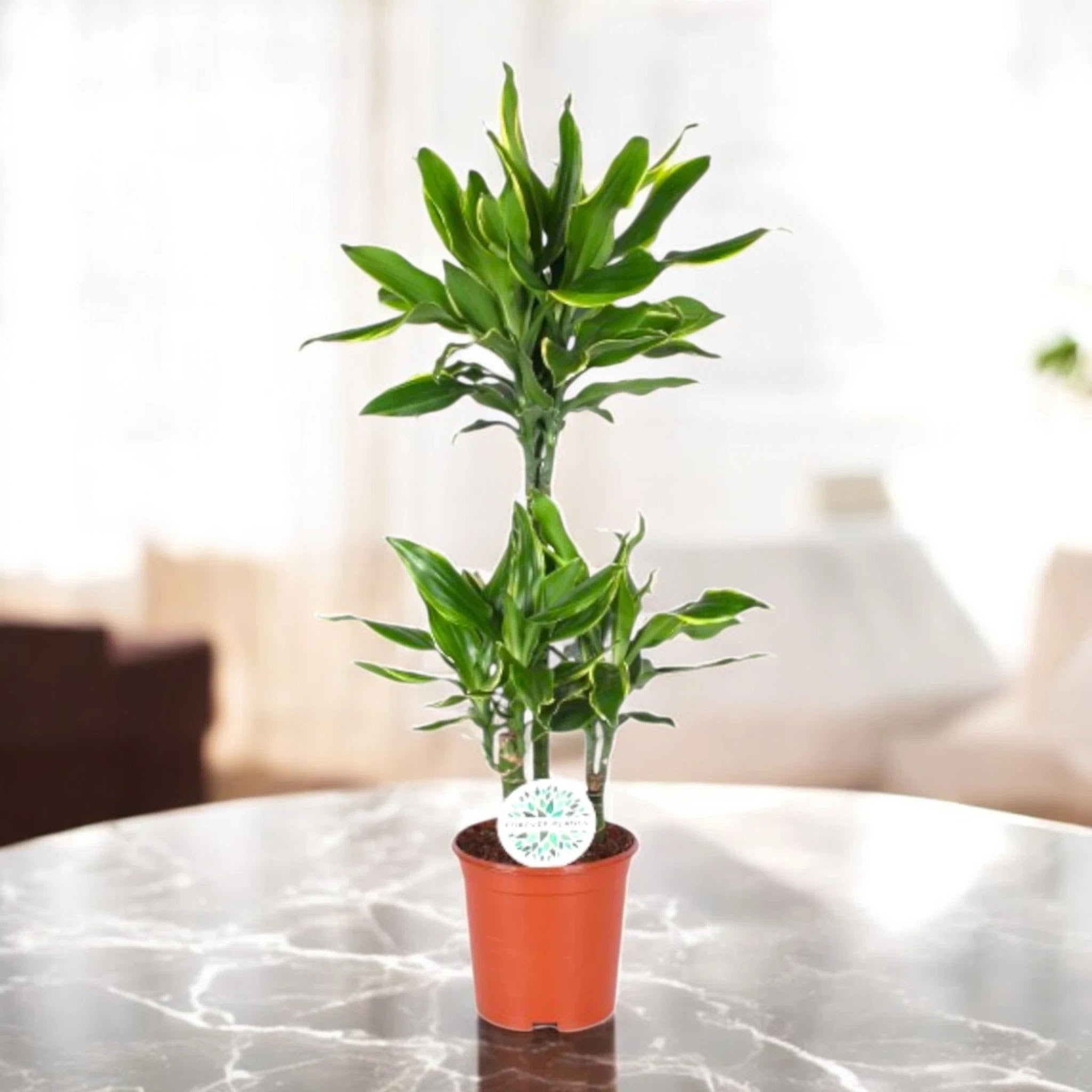 Dracaena fragrans 'Golden coast'