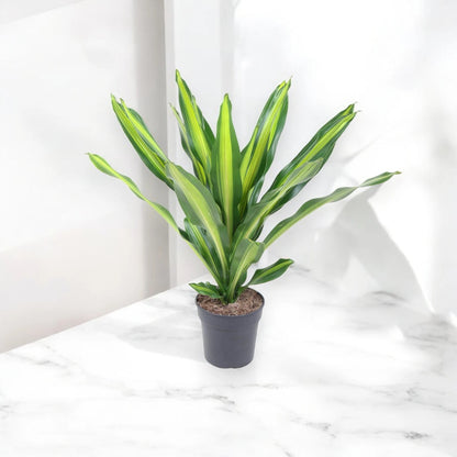 Dracaena fragrans 'Burley'