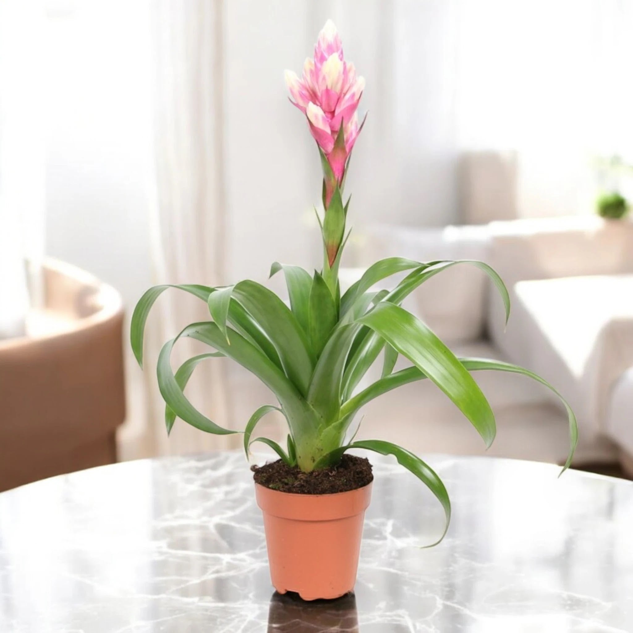 Guzmania 'Candy'