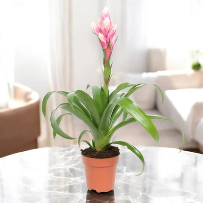 Guzmania 'Candy'