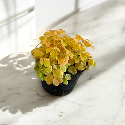 Oxalis triangularis