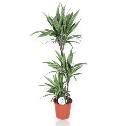 Dracaena fragrans Warneckei con foglie verde scuro striate bianco in vaso decorativo da interno