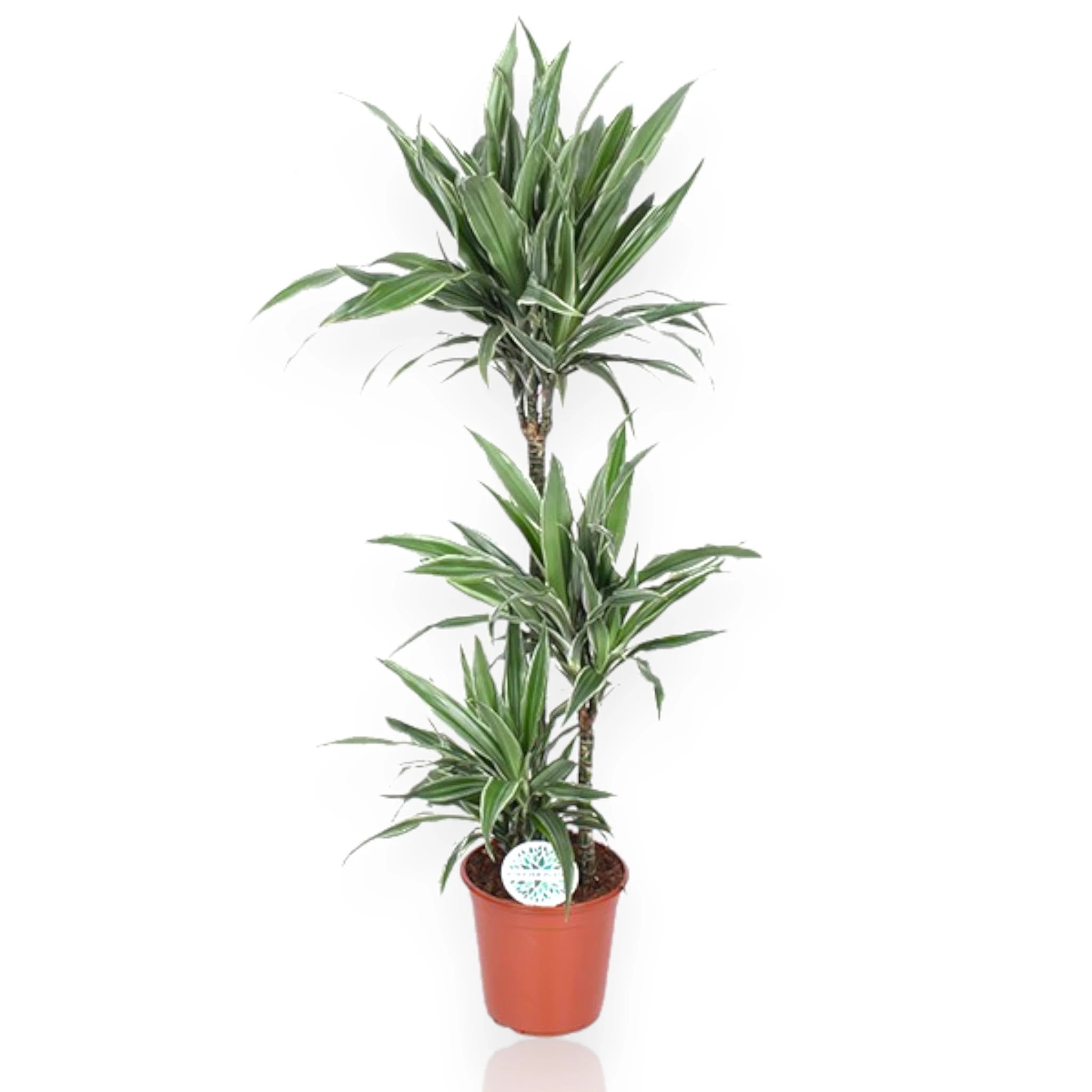 Dracaena fragrans Warneckei con foglie verde scuro striate bianco in vaso decorativo da interno