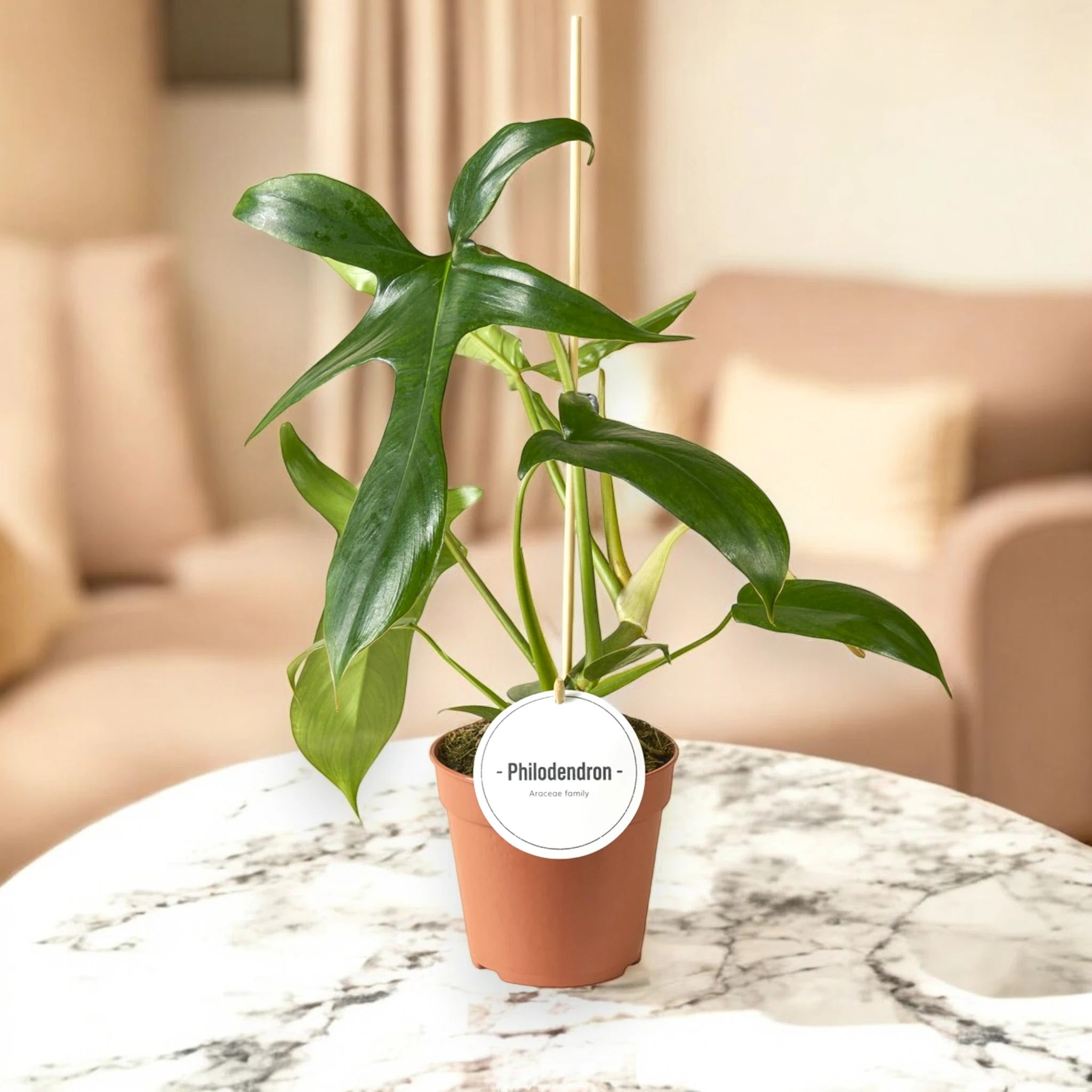 Philodendron 'Gladhands'
