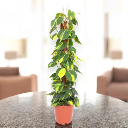 Philodendron scandens 'Brasil'
