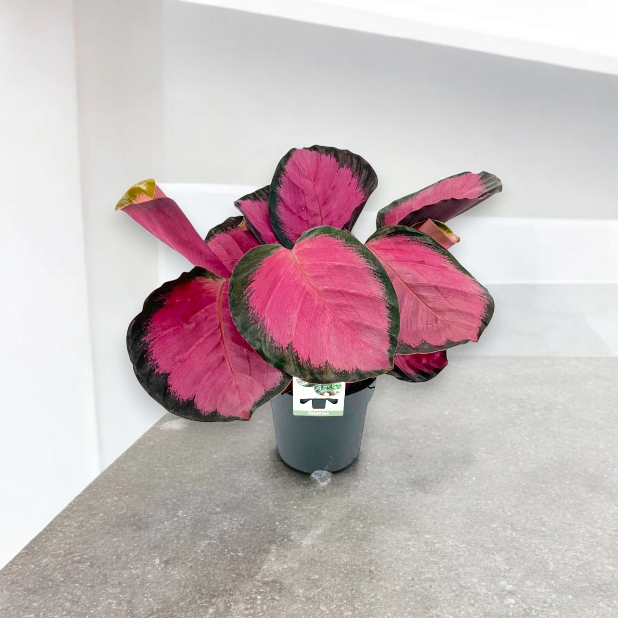 Calathea roseopicta 'Crimson'