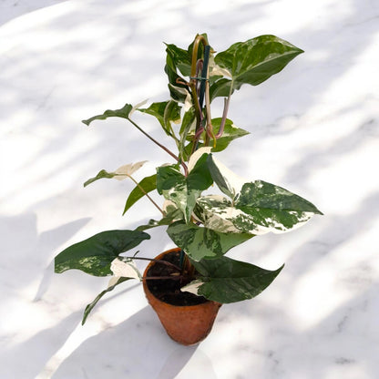 Dettaglio foglie variegata Syngonium Alba con pattern bianco-crema su verde intenso