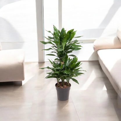 Dracaena fragrans 'Janet Lind'