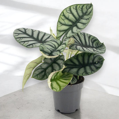 Alocasia 'Dragon scale'