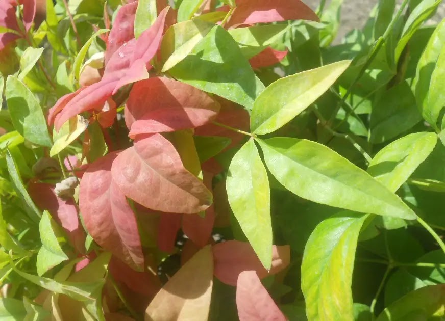 Nandina domestica
