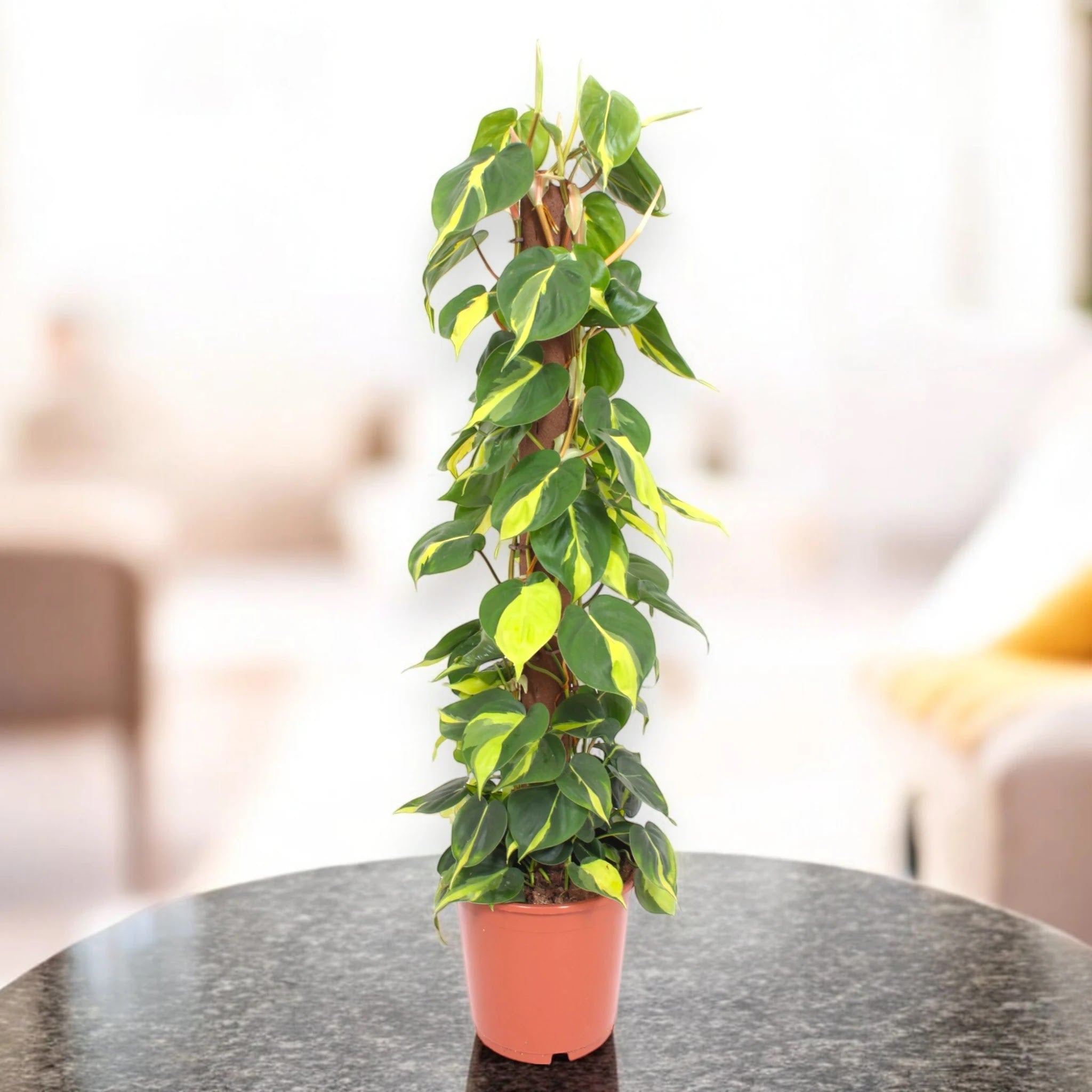 Philodendron scandens