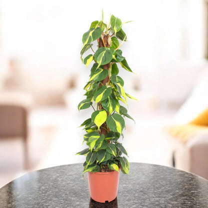 Philodendron scandens 'Brasil'